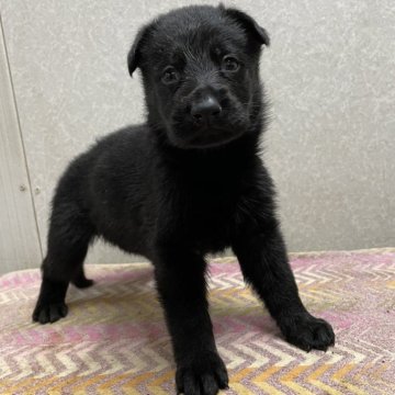 シェパードの子犬を探す｜ブリーダー直販の子犬販売【みんなの