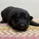 ジャーマン・シェパード・ドッグ【熊本県・女の子・2025年11月22日・ブラックタン】の写真1