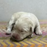 ラブラドールレトリバー【熊本県・男の子・2025年11月1日・イエロー】の写真3