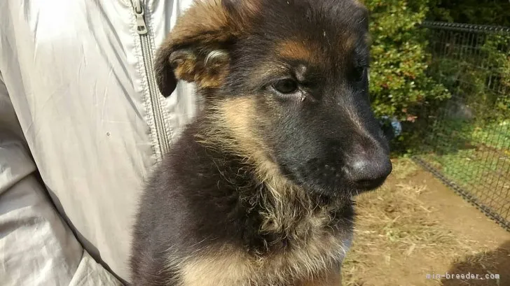 あんさん 様のお迎えした子犬