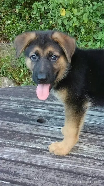 ID:1708-01880の子犬
