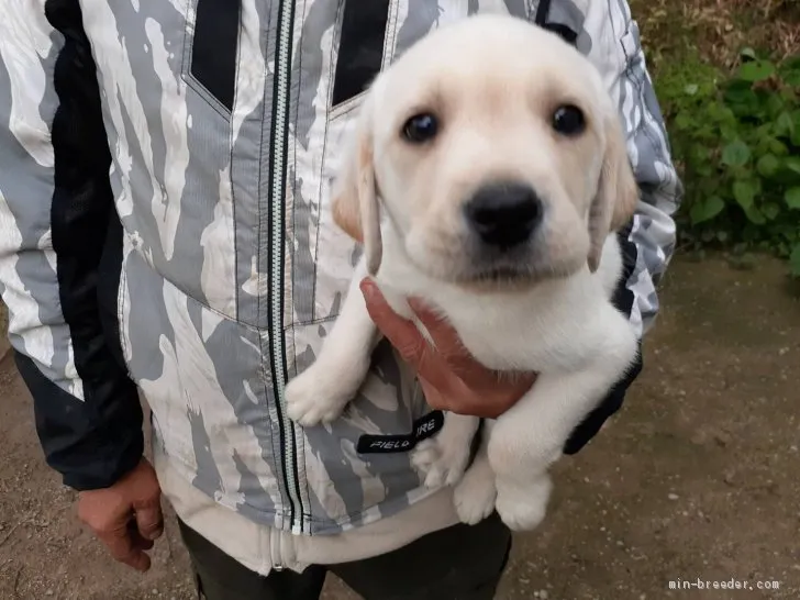 ID：2104-01967の子犬