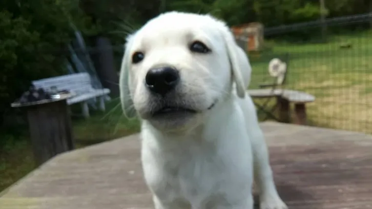 コロママ 様のお迎えした子犬