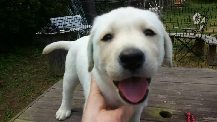 スマイリー 様のお迎えした子犬