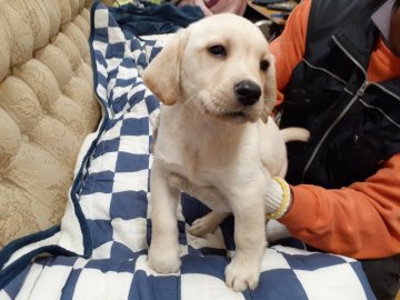 ラブラドールレトリバー【熊本県・男の子・2020年9月17日・イエロー】の写真「明るい性格の甘えん坊」