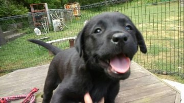 ラブラドールレトリバー【熊本県・女の子・2016年3月20日・ブラック】の写真「明るく、活発、おてんば娘」