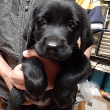 ラブラドールレトリバー【熊本県・女の子・2022年8月4日・ブラック】の写真「人が大好きやさしい子」