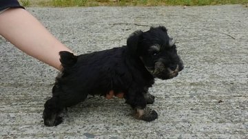 ミニチュアシュナウザー【熊本県・男の子・2016年3月13日・ブラック&シルバー】の写真「可愛い　甘えん坊」