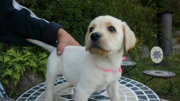 ラブラドールレトリバー【熊本県・男の子・2015年9月3日・イエロー】の写真「目がパッチリとてもかわいいです」