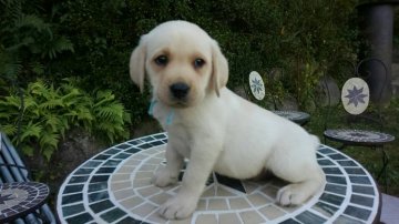 ラブラドールレトリバー【熊本県・男の子・2015年9月3日・イエロー】の写真「とても明るくハンサムです」