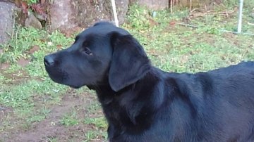 ラブラドールレトリバー【熊本県・男の子・2015年9月3日・ブラック】の写真「円らな瞳がキュート、性格もグッド！」