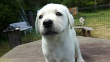 ラブラドールレトリバー【熊本県・男の子・2016年3月20日・イエロー】の写真「遊ぶの大好き、しっかり骨太！」