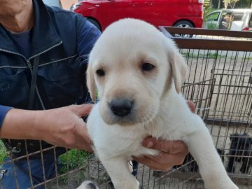 ラブラドールレトリバー【熊本県・男の子・2021年2月25日・イエロー】の写真「元気で明るく遊ぶの大好き」