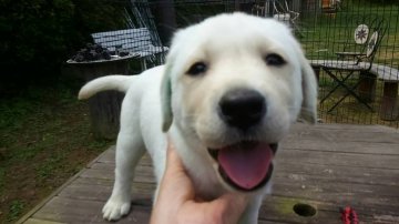 ラブラドールレトリバー【熊本県・女の子・2016年3月20日・イエロー】の写真「明るくおてんばな可愛い子」