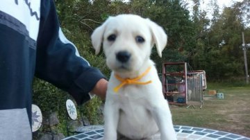 ラブラドールレトリバー【熊本県・男の子・2015年9月3日・イエロー】の写真「円らな瞳が可愛い色白君」