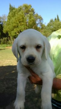 ラブラドールレトリバー【熊本県・男の子・2015年8月18日・イエロー】の写真「おっとりとした表情に癒されます」