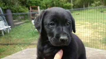 ラブラドールレトリバー【熊本県・女の子・2016年3月20日・ブラック】の写真「明るく、優しい女の子」