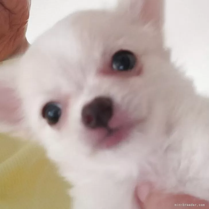 ID：2509-07281の子犬