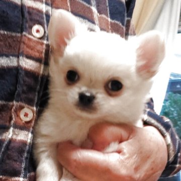 チワワ(ロング)【山口県・男の子・2025年9月14日・ホワイト&クリーム】の写真「僕の赤い糸は？身体もホワイトクリームで優しいカラー」
