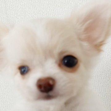 チワワ(ロング)【山口県・女の子・2025年7月2日・ホワイト&クリーム】の写真「❤️大幅値下げ💴⤵️小さな可愛い❤️女の子🎵」