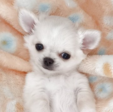 チワワ(ロング)【山口県・男の子・2025年9月14日・ホワイト&クリーム】の写真「僕の赤い糸は？身体もホワイトクリームで優しいカラー」