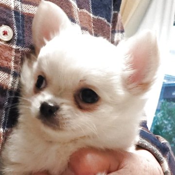 チワワ(ロング)【山口県・男の子・2025年9月14日・クリーム&ホワイト】の写真「ご家族様募集中🐾
短足ドリーフ♪の可愛い男の子」