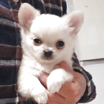チワワ(ロング)【山口県・男の子・2025年9月14日・クリーム&ホワイト】の写真「ご家族様募集中🐾
短足ドリーフ♪の可愛い男の子」