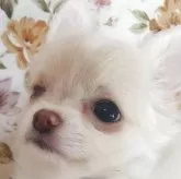 チワワ(ロング)