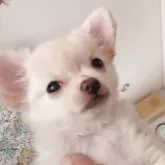 チワワ(ロング)