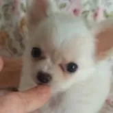 チワワ(ロング)