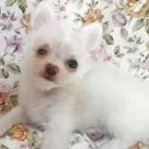 チワワ(ロング)