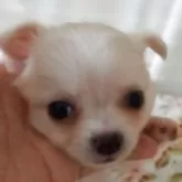 チワワ(ロング)