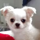 チワワ(ロング)