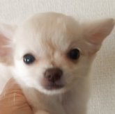 チワワ(ロング)