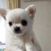 チワワ(ロング)