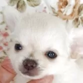 チワワ(ロング)