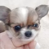 チワワ(ロング)