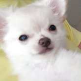 チワワ(ロング)