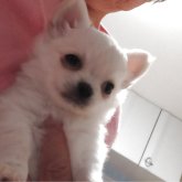 チワワ(ロング)