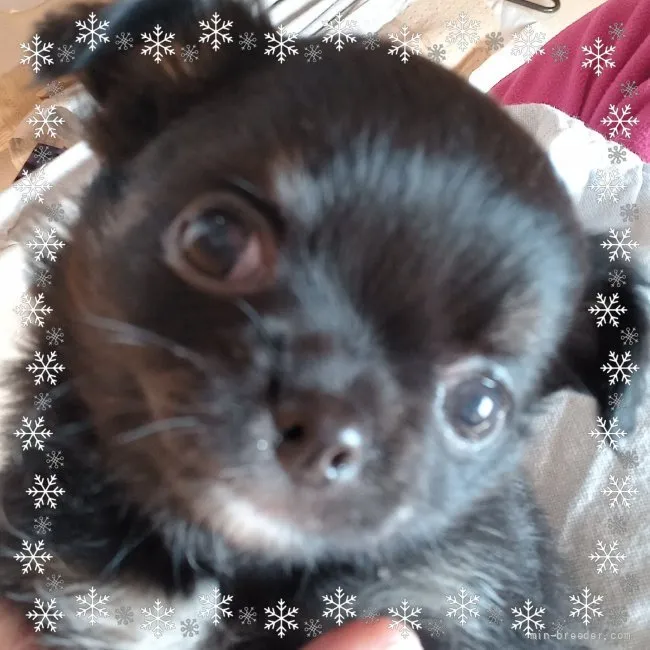 ID:2110-03349の子犬