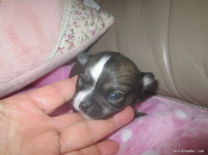 ID：1512-01201の子犬