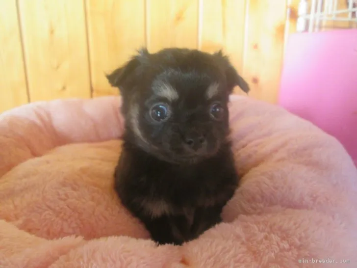 ID:1612-01421の子犬