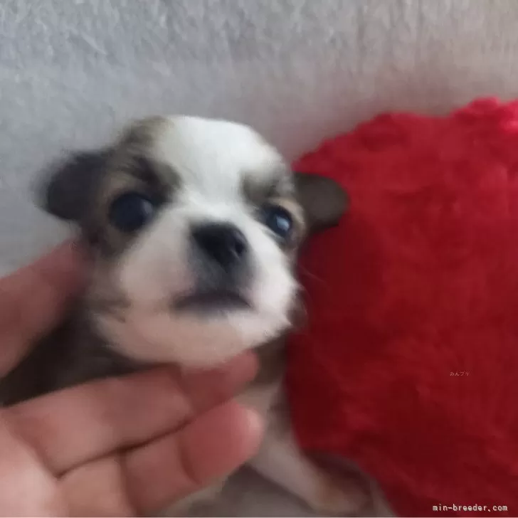 ID：2408-03848の子犬