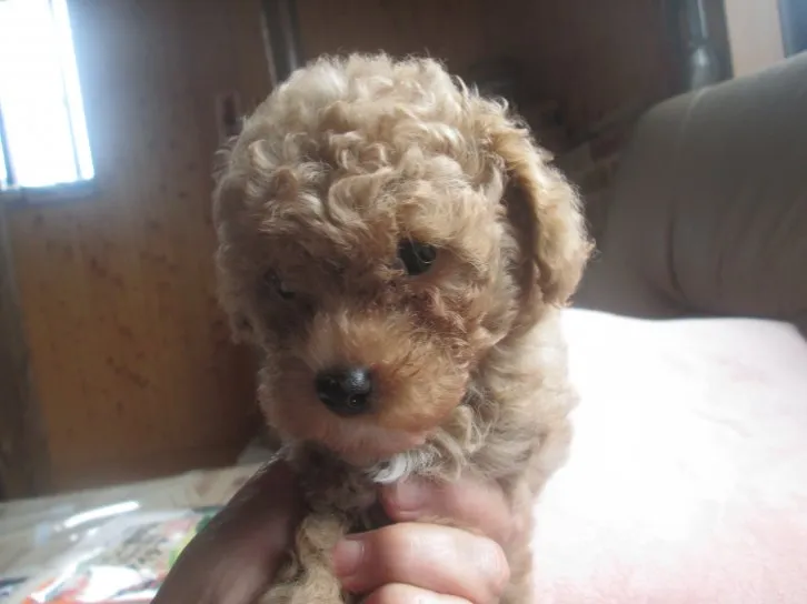 ID:1607-00735の子犬