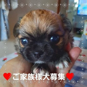チワワ(ロング)【山口県・男の子・2021年7月14日・レッドホワイトセーブル】の写真「★*・*最終処分価格★*・*！！」