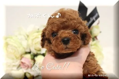 青木 様のお迎えした子犬