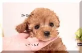 ティーカッププードル【大阪府・男の子・2020年10月28日・アプリコット】の写真5