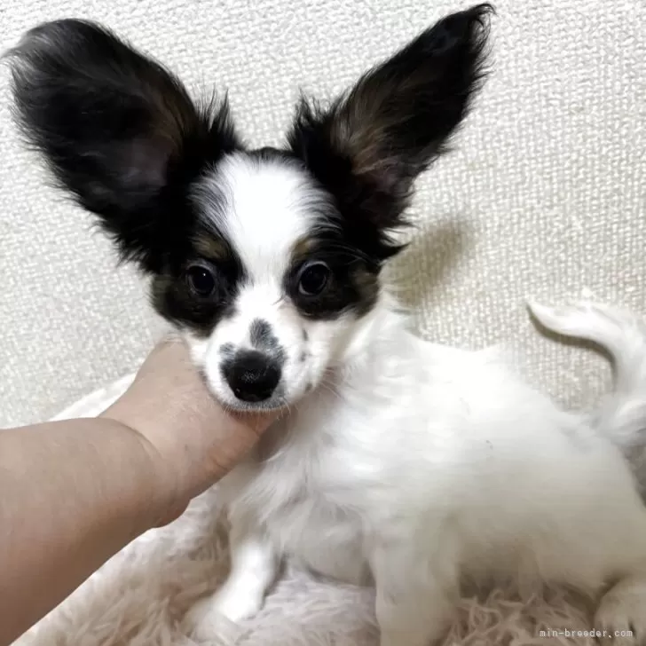 T.K 様のお迎えした子犬