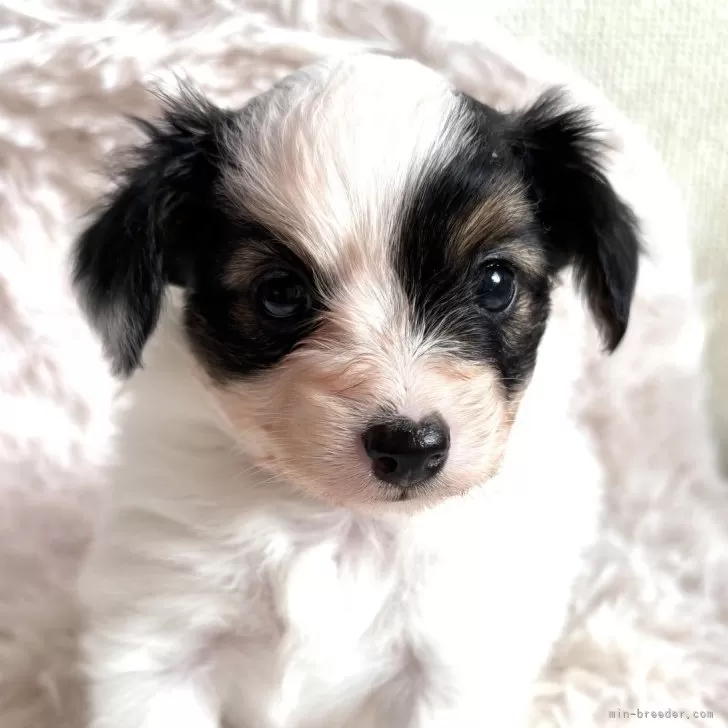 にこ 様のお迎えした子犬