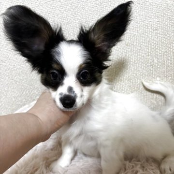 パピヨン【埼玉県・男の子・2025年1月23日・トライ】の写真「ブレーズ広くて華やかなタイプになりそう」